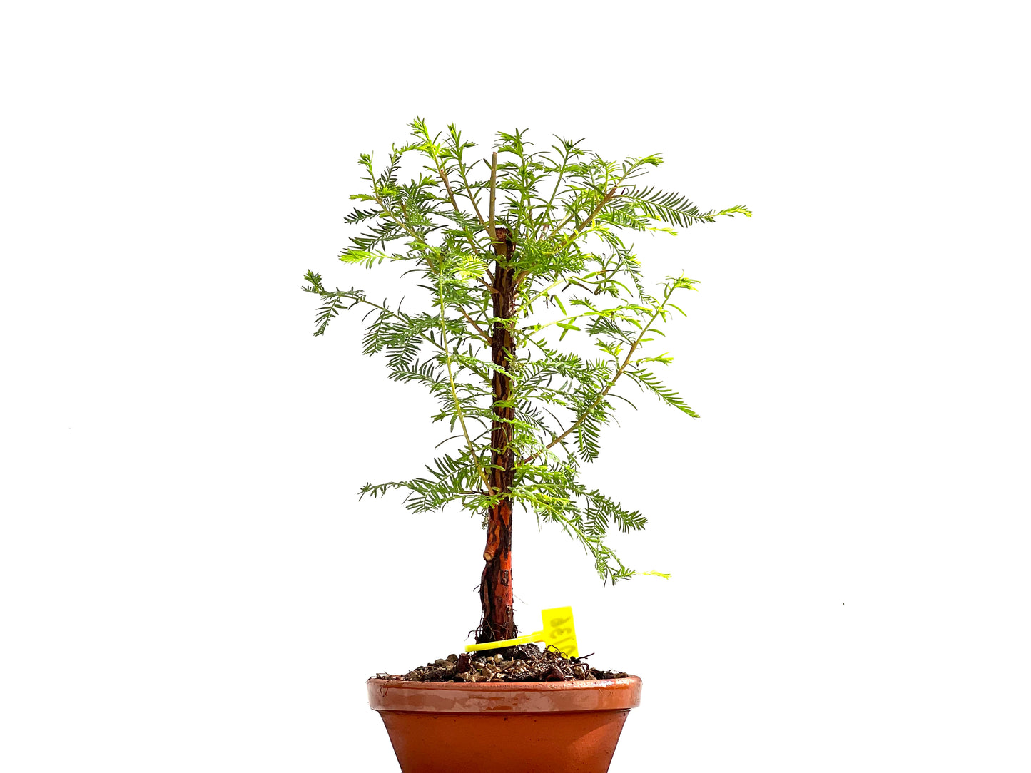 Taxodium 0136