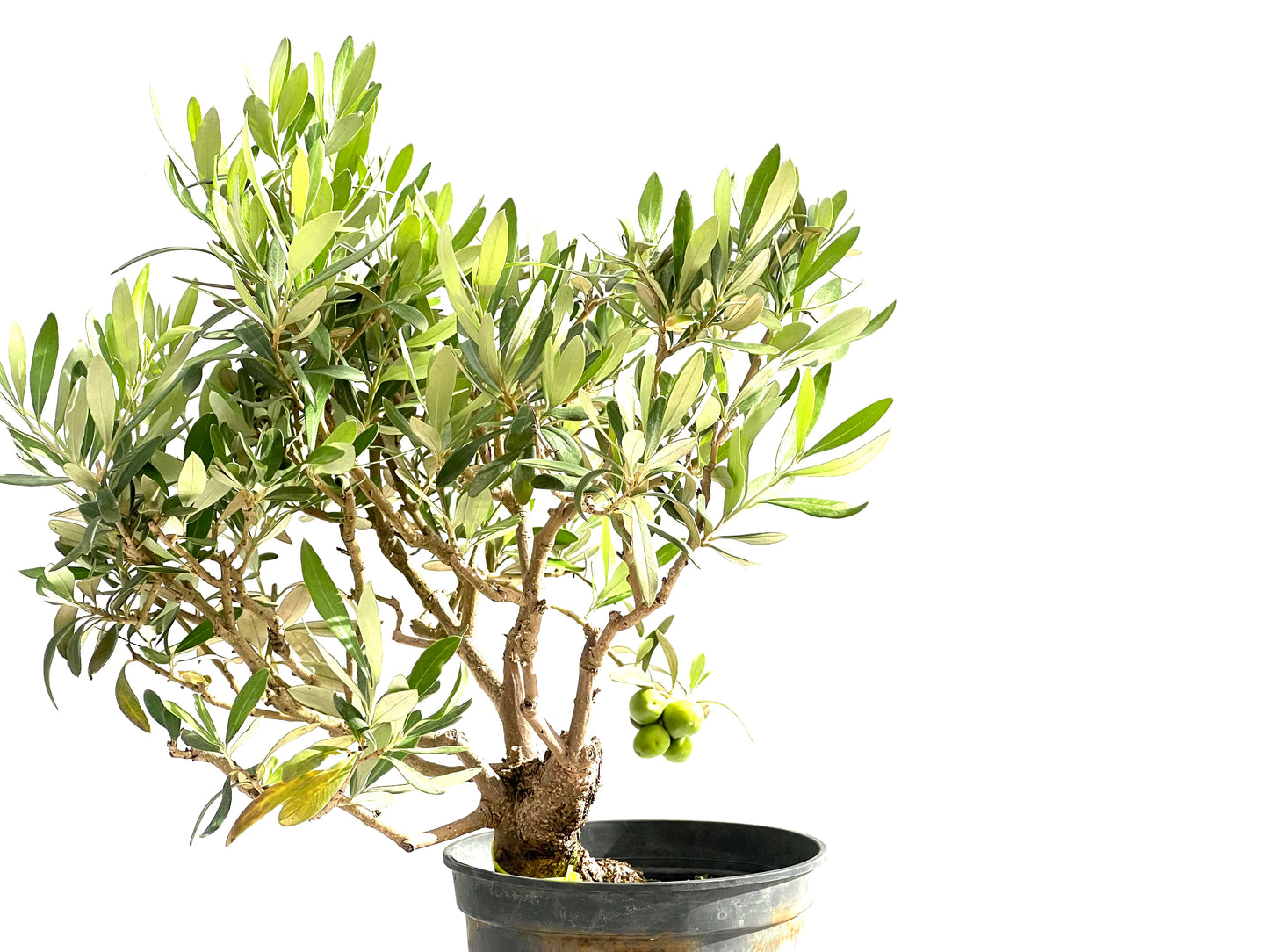 Olea Europaea 2527