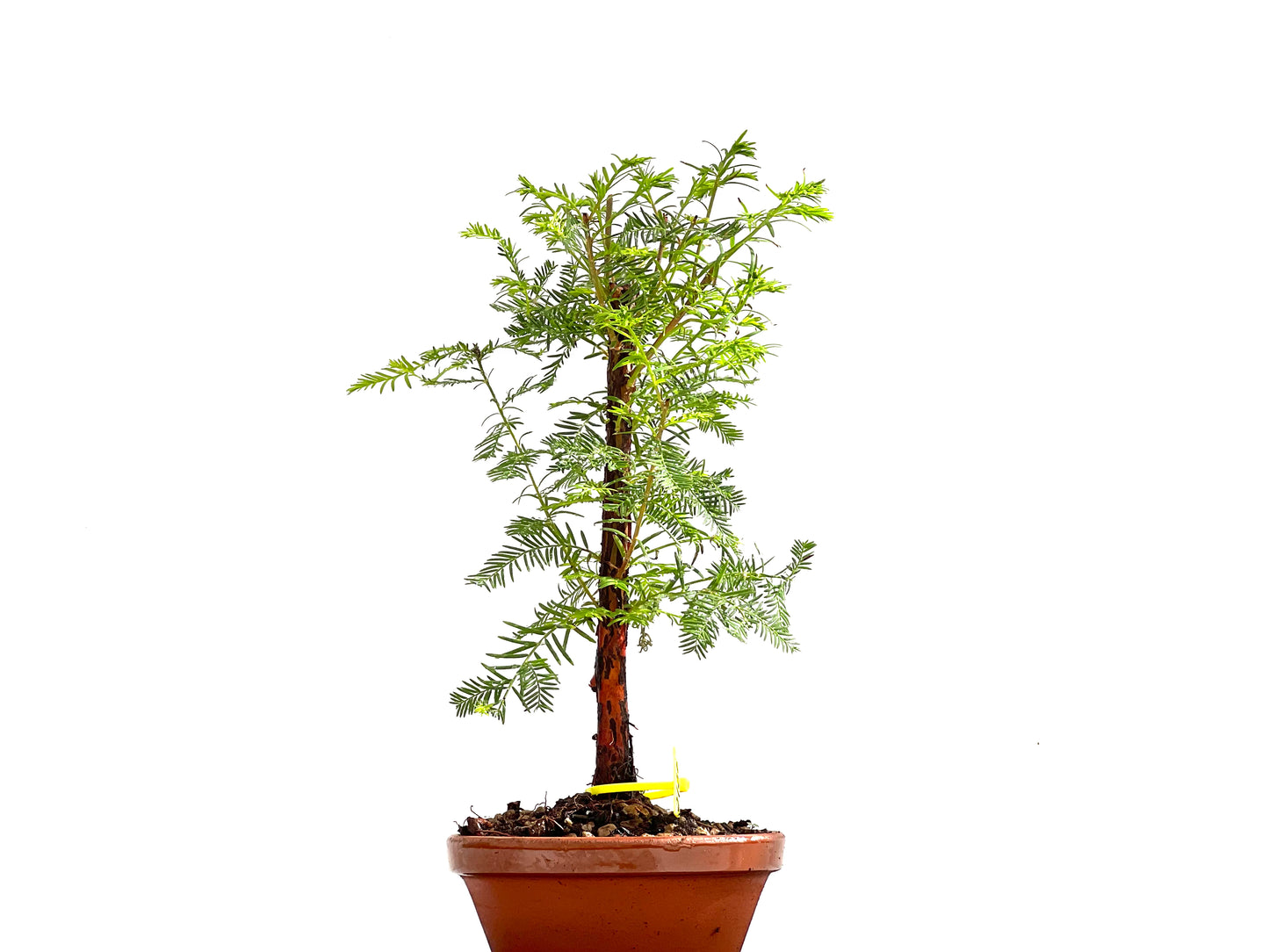 Taxodium 0136