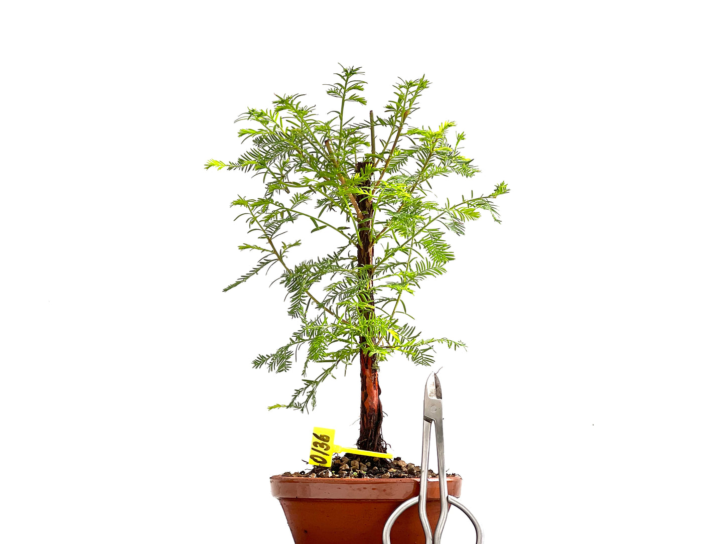 Taxodium 0136