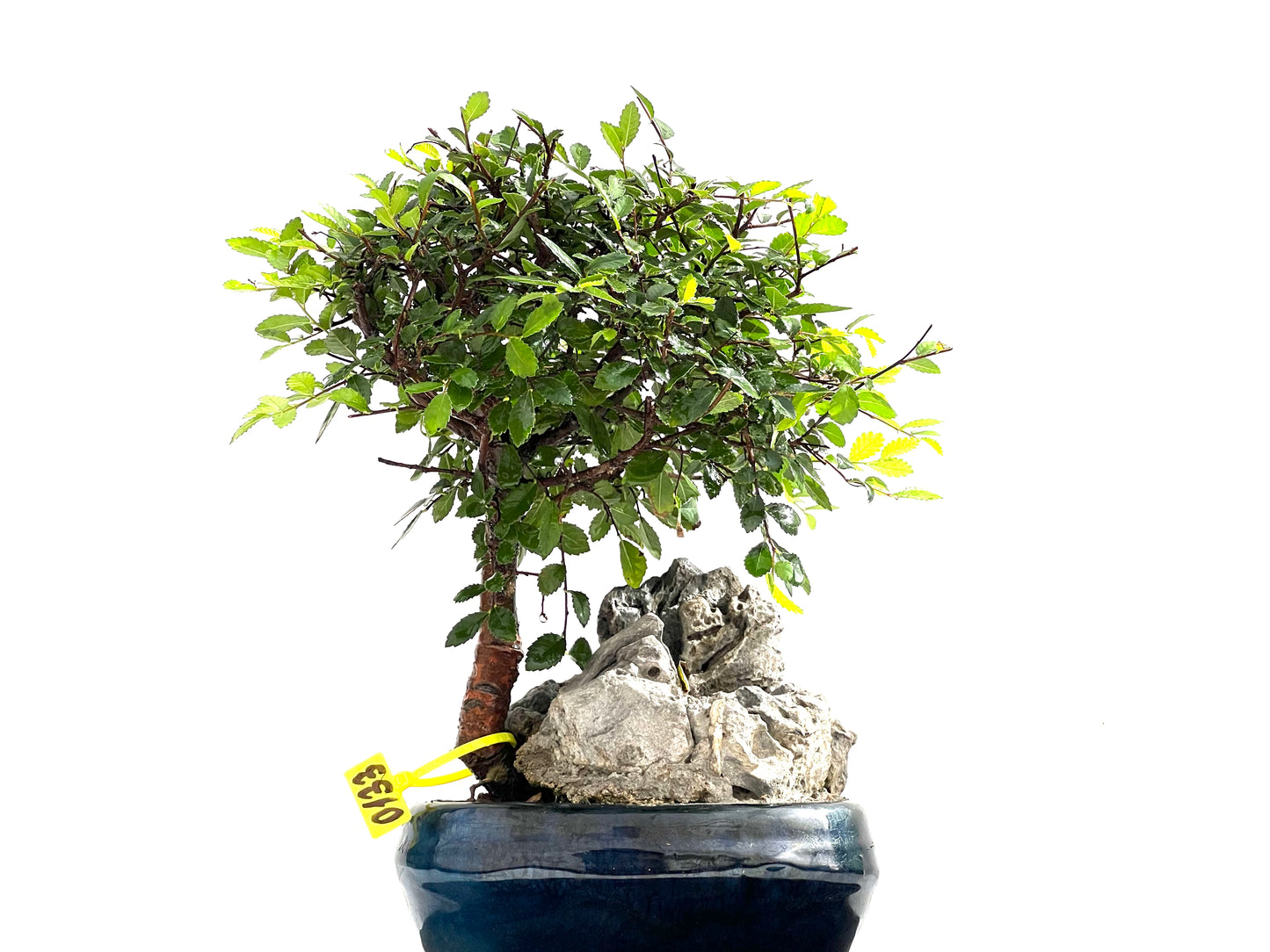 Ulmus Parvifolia 0133
