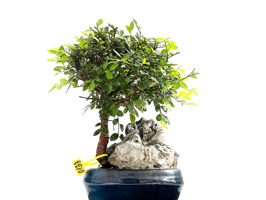 Ulmus Parvifolia 0133