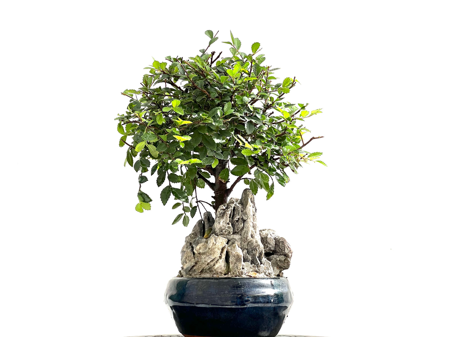 Ulmus Parvifolia 0133