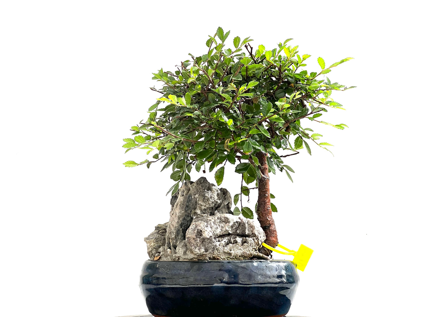 Ulmus Parvifolia 0133