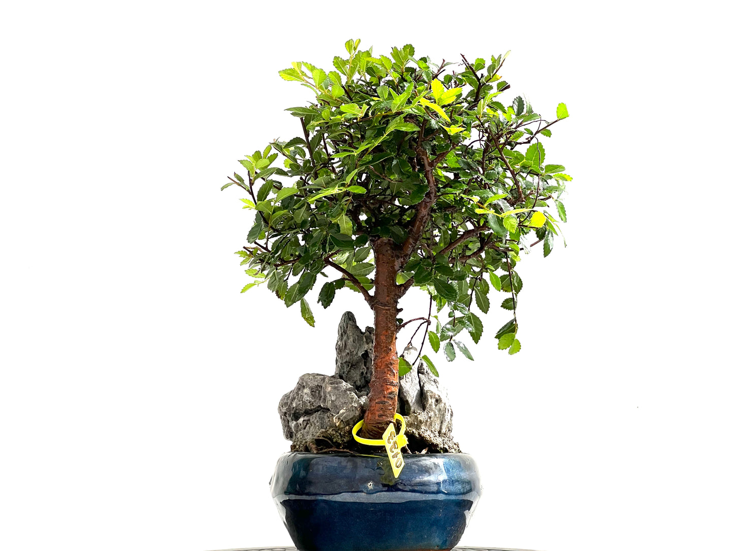Ulmus Parvifolia 0133