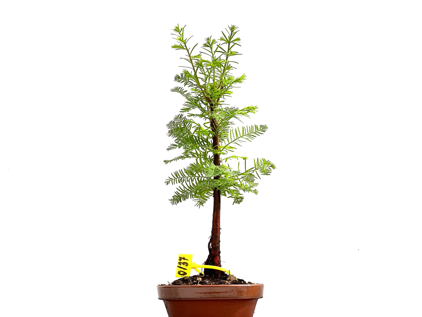 Taxodium 0137