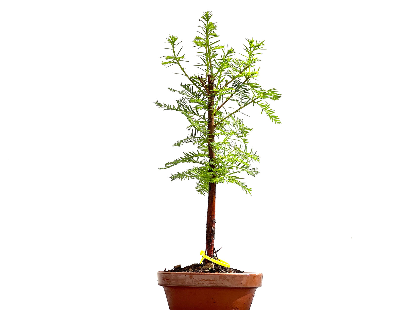 Taxodium 0137