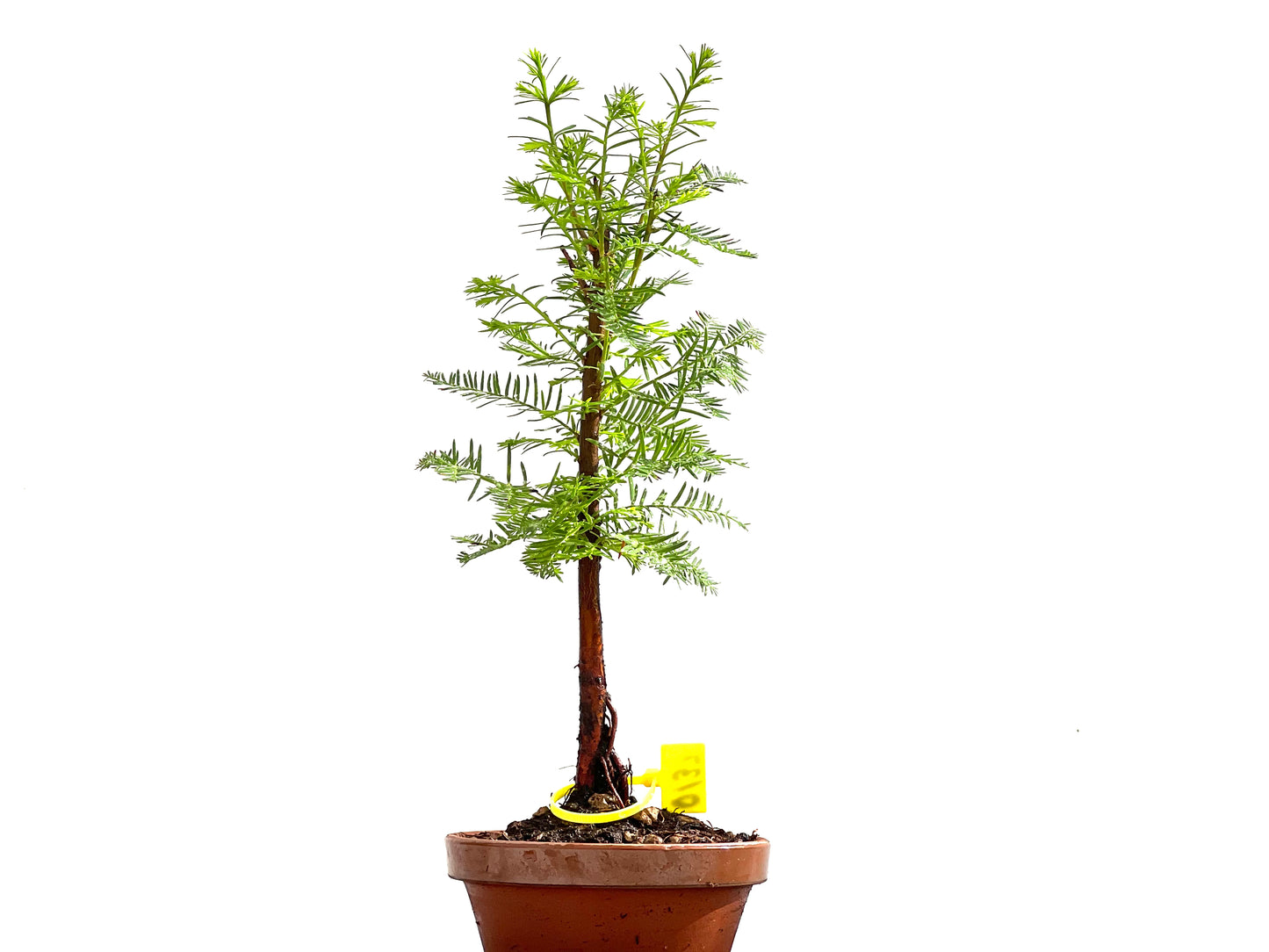 Taxodium 0137