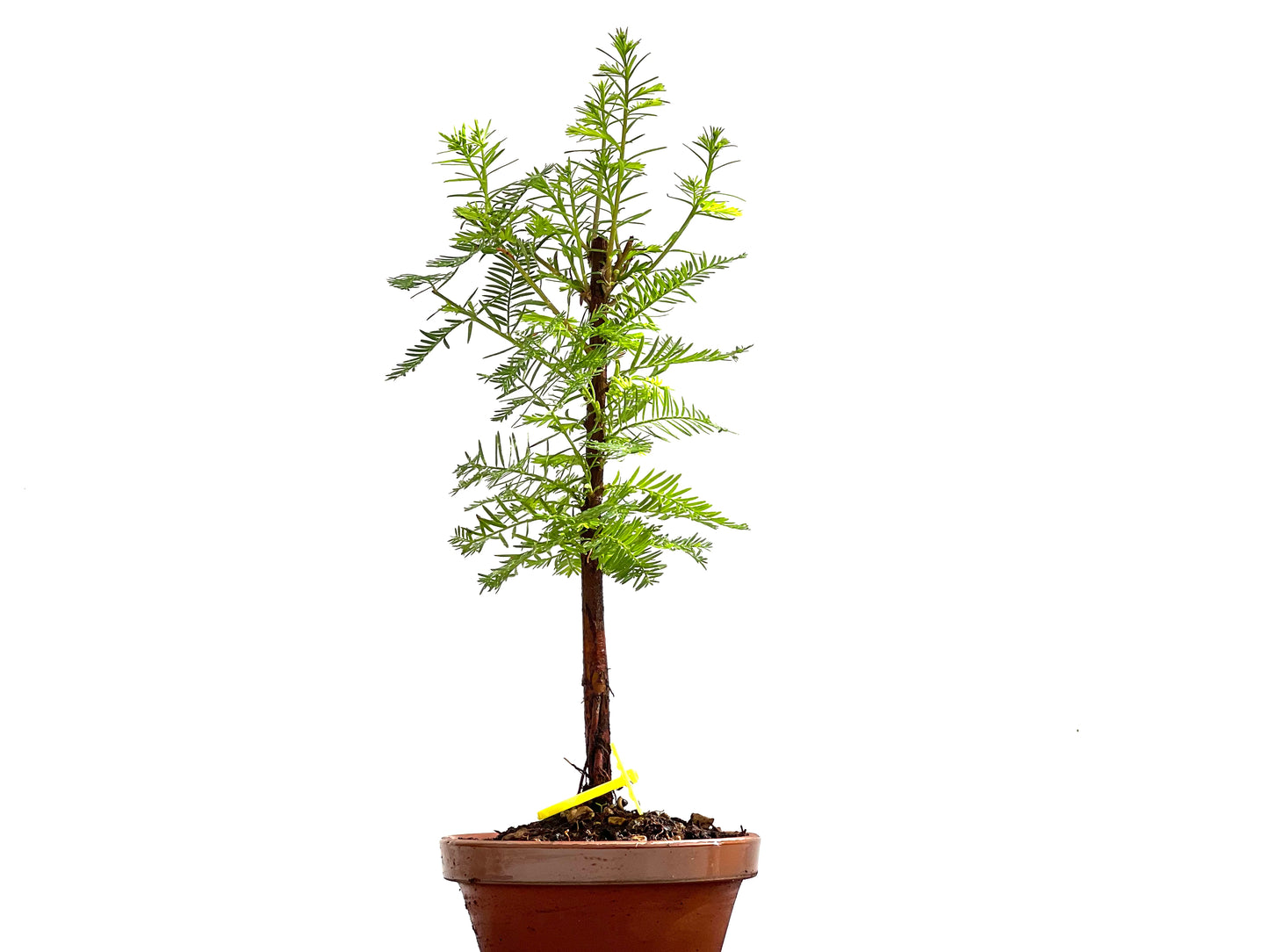 Taxodium 0137