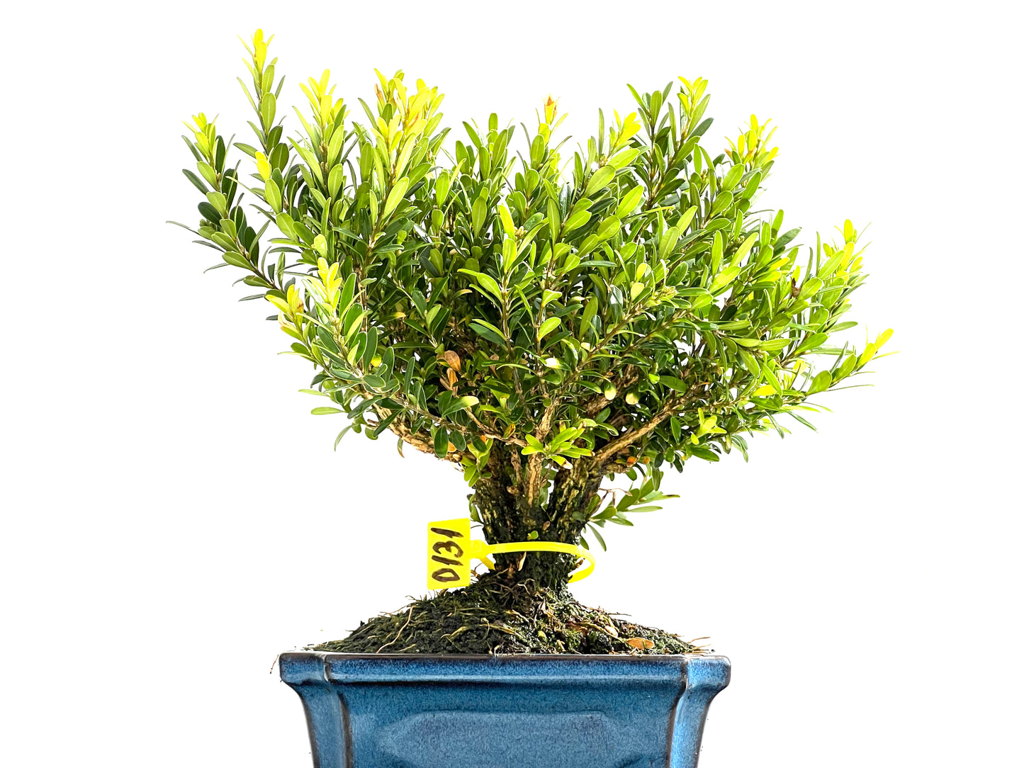 Buxus Harlandii 0131