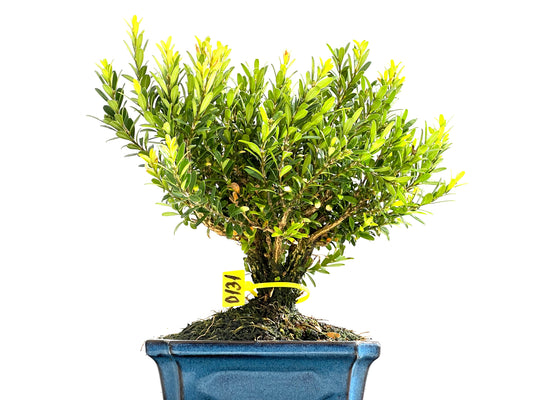Buxus Harlandii 0131