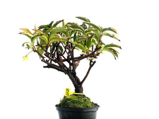 Kadsura Japonica 2528