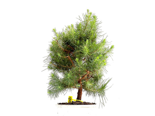 Pinus Halepensis 0124