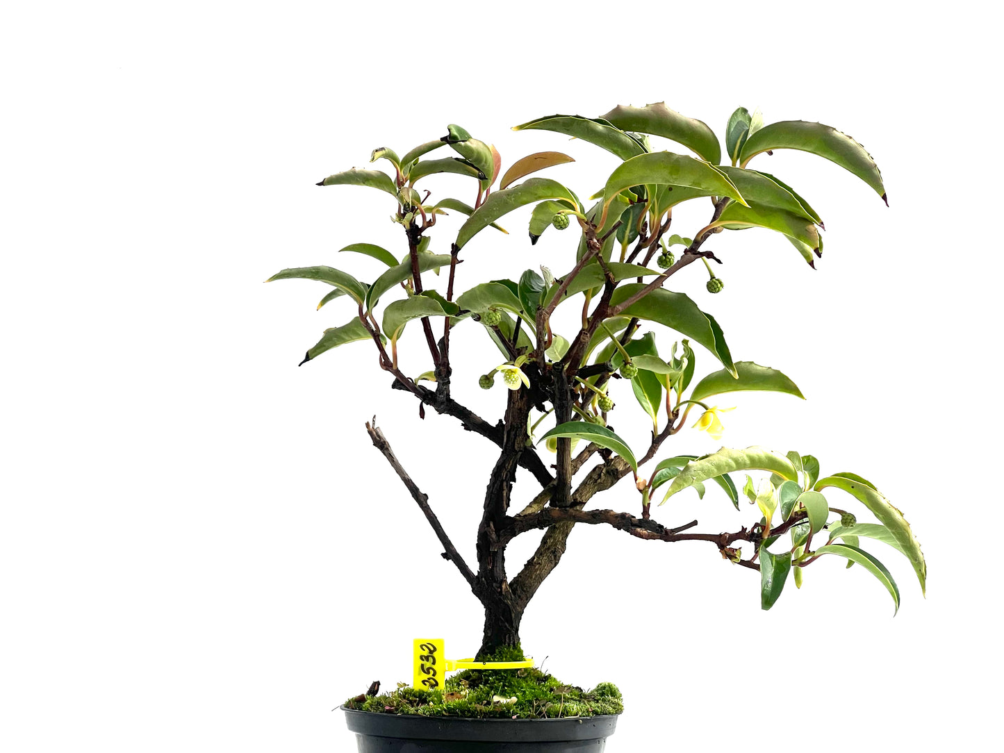 Kadsura Japonica 2532