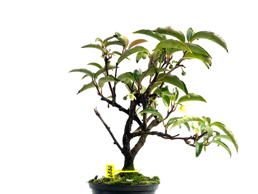 Kadsura Japonica 2532