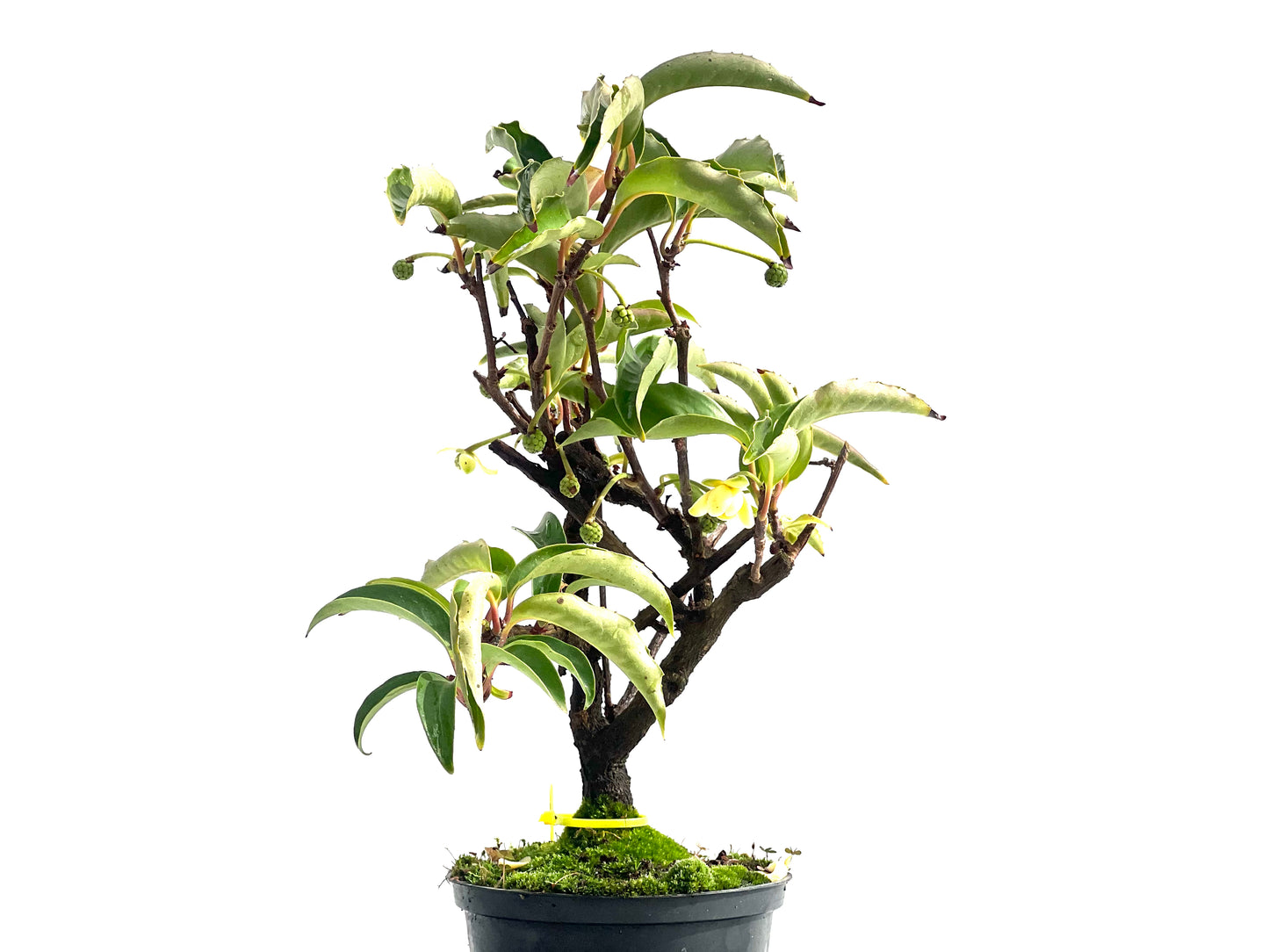 Kadsura Japonica 2532