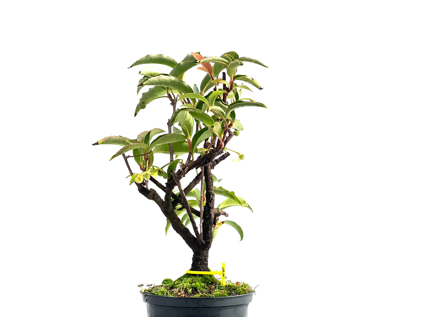 Kadsura Japonica 2532