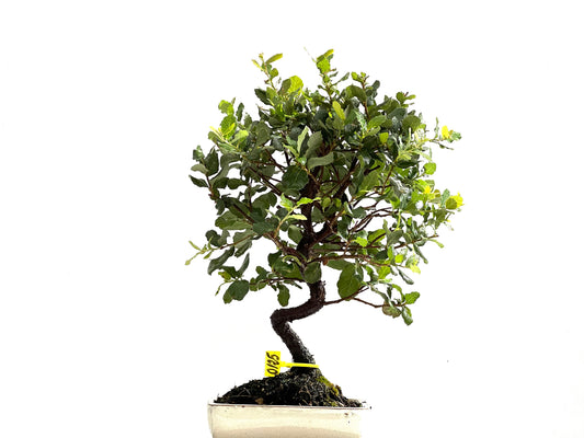 Quercus Suber 0125