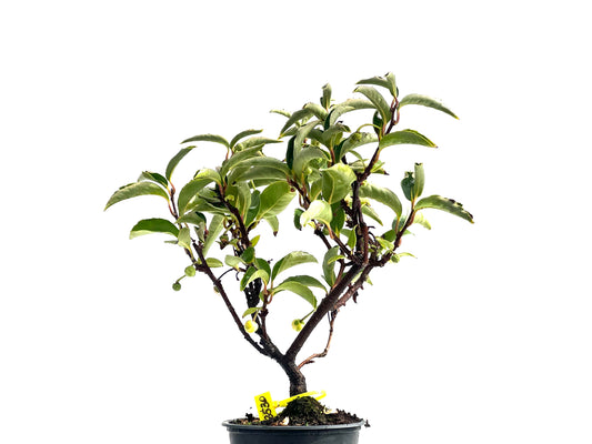 Kadsura Japonica 2530