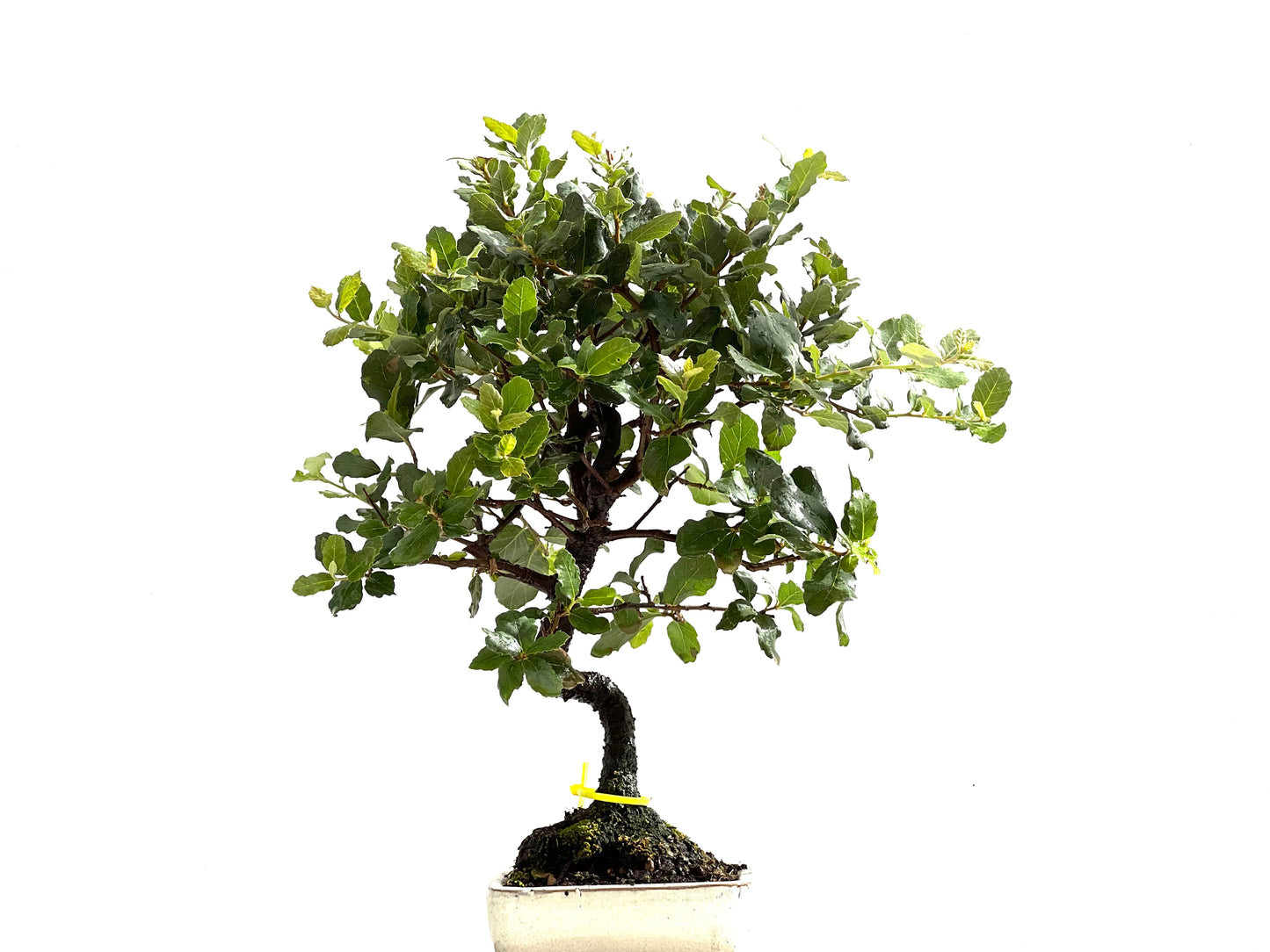 Quercus Suber 0125