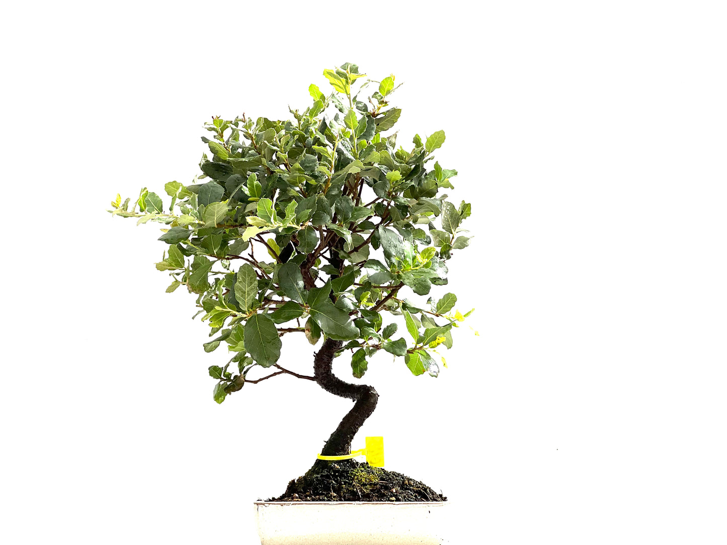 Quercus Suber 0125