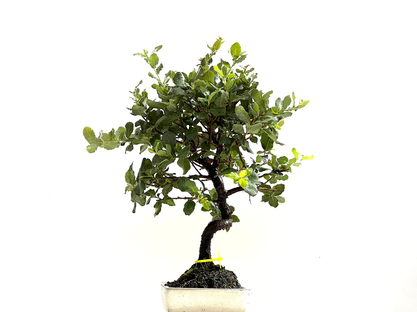 Quercus Suber 0125