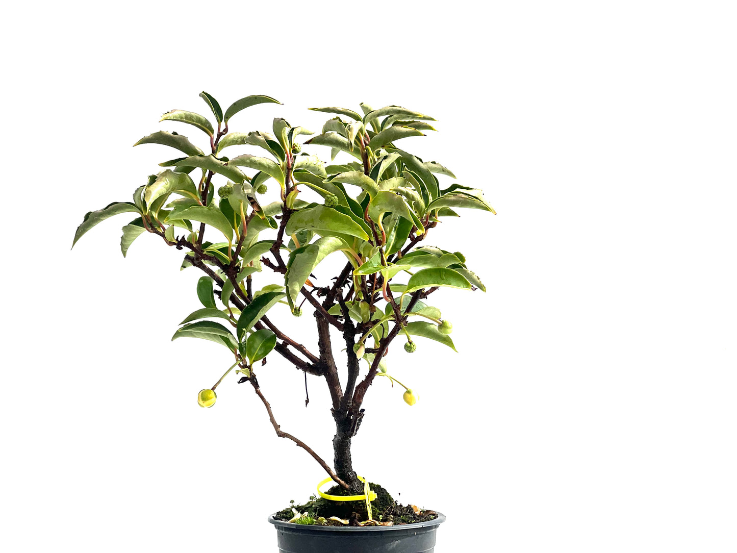 Kadsura Japonica 2530