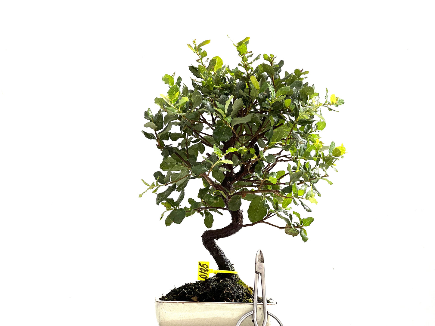 Quercus Suber 0125
