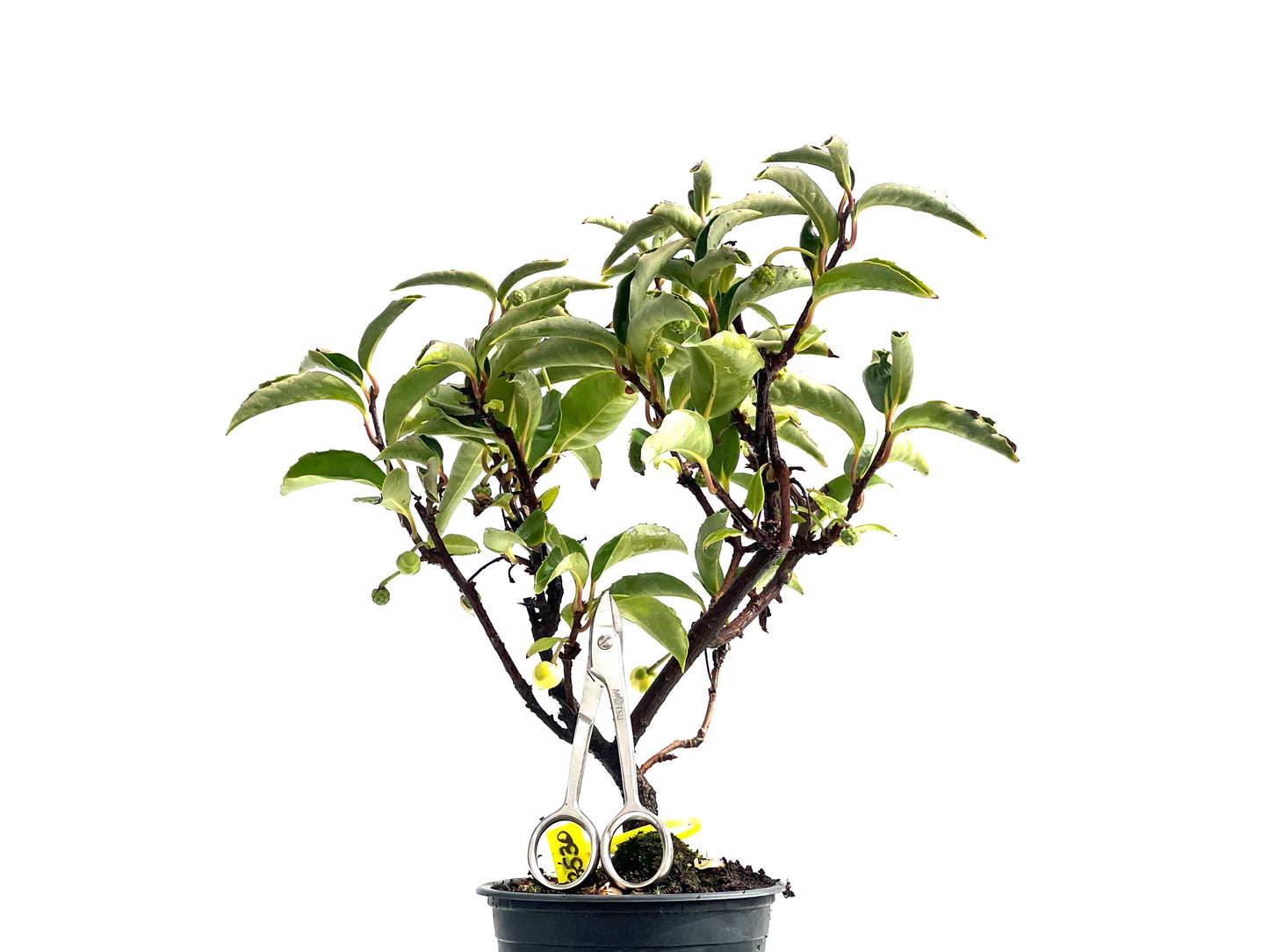 Kadsura Japonica 2530