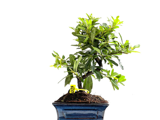 Pyracantha Japonica 0127