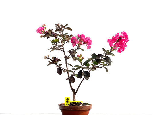 Lagerstroemia Indica 2531