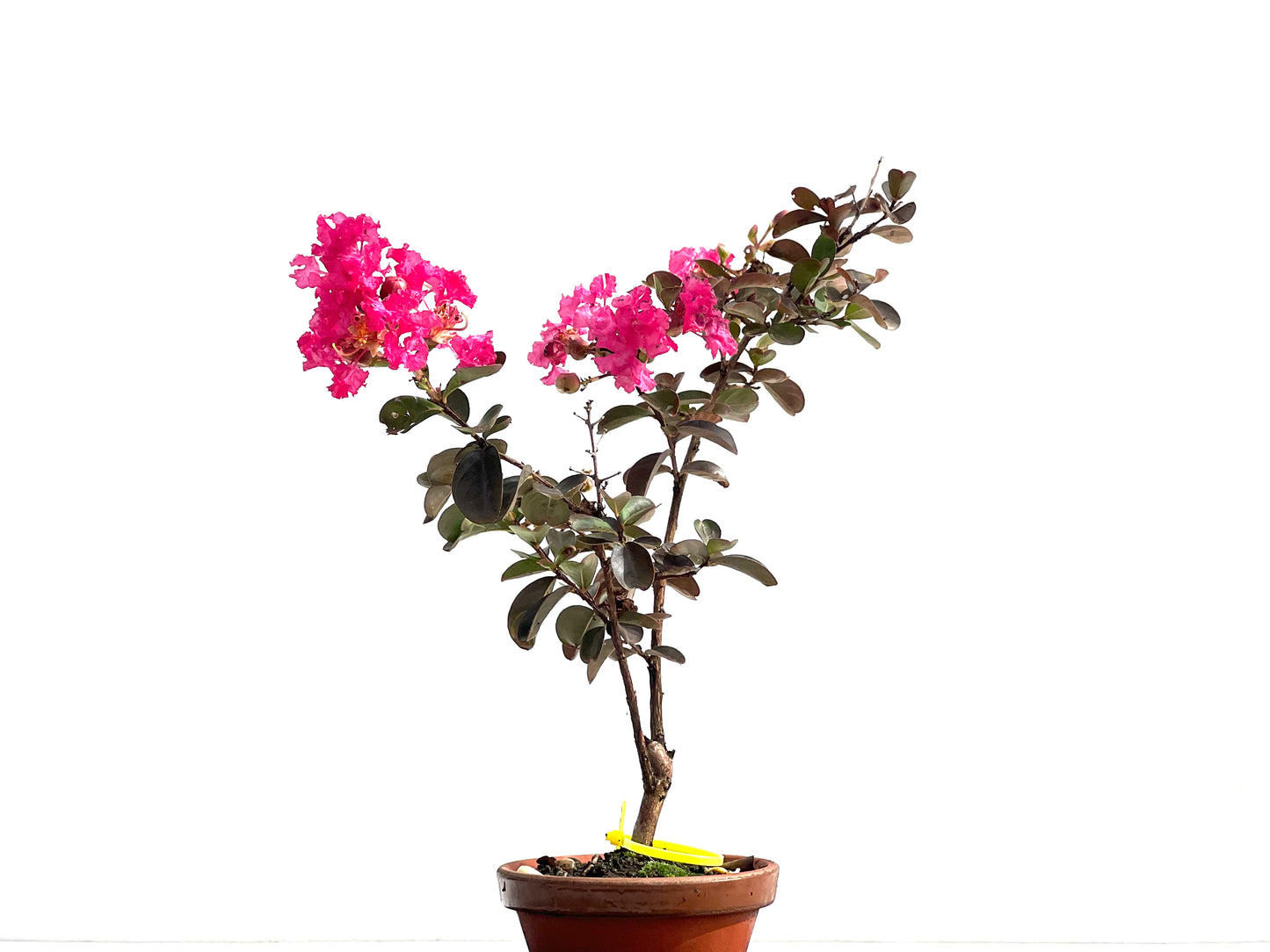 Lagerstroemia Indica 2531