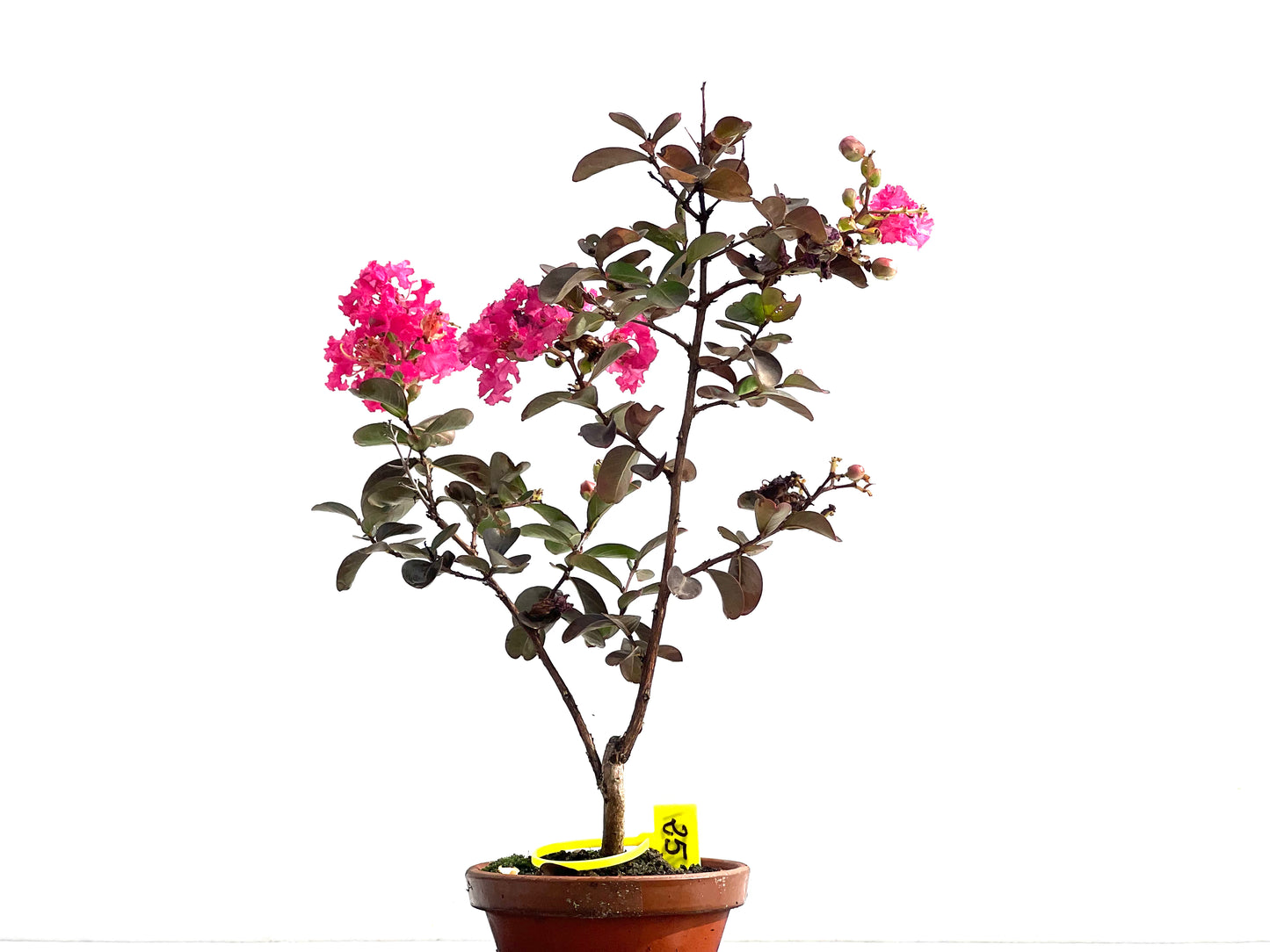 Lagerstroemia Indica 2531