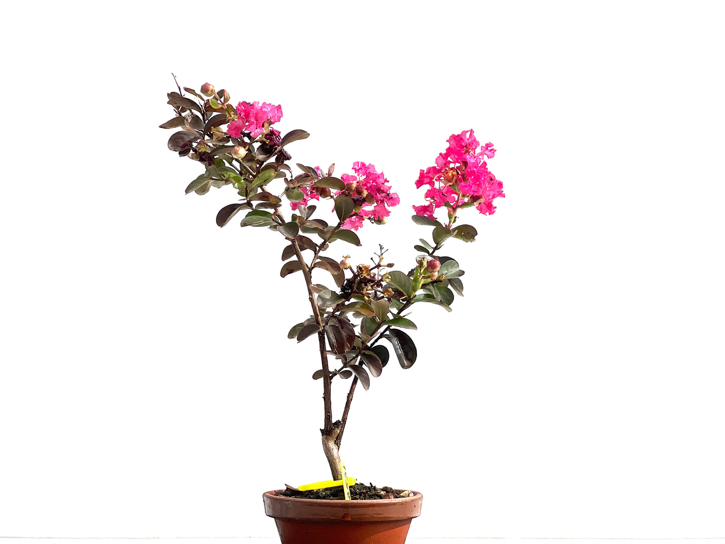 Lagerstroemia Indica 2531