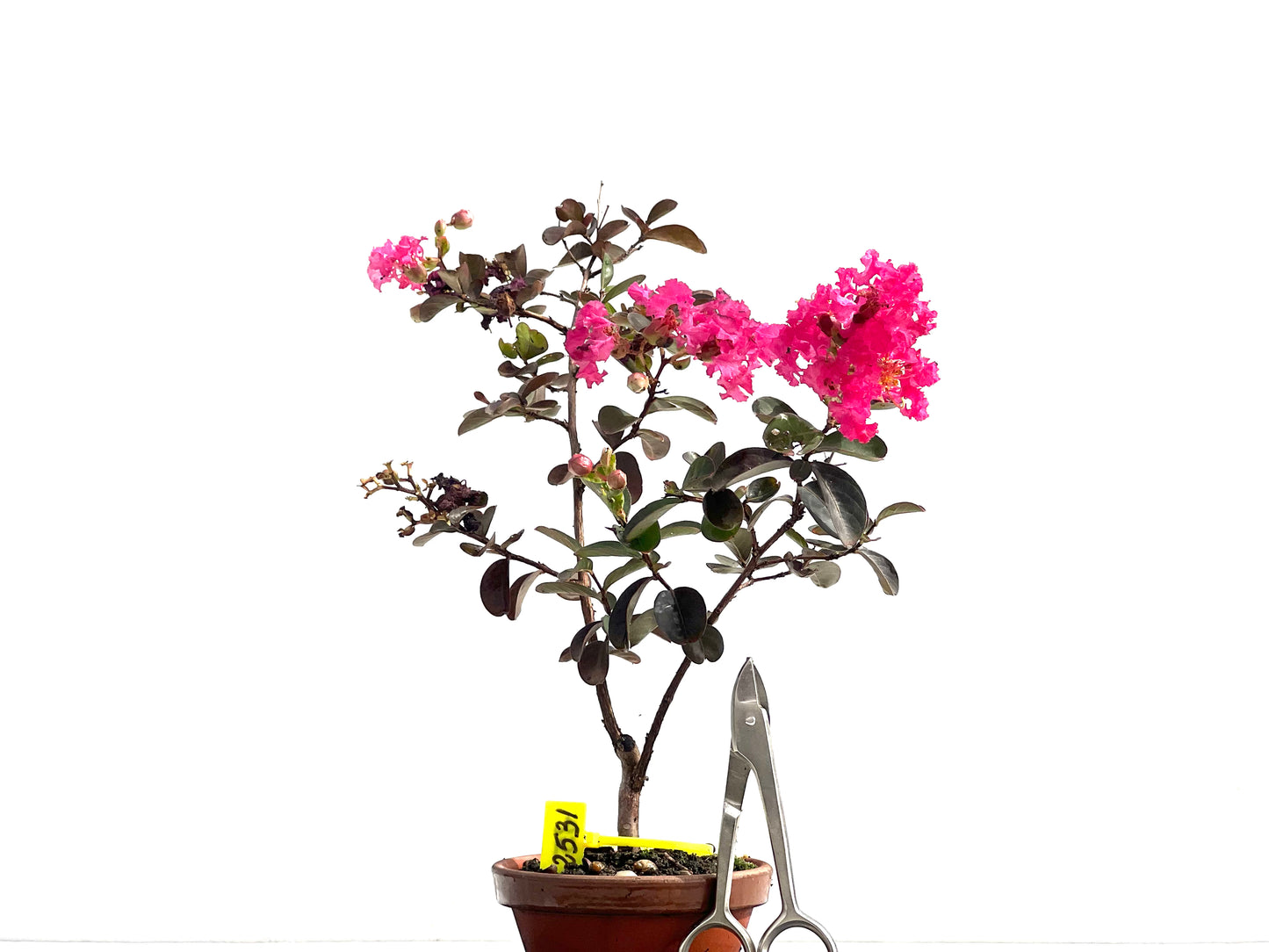 Lagerstroemia Indica 2531