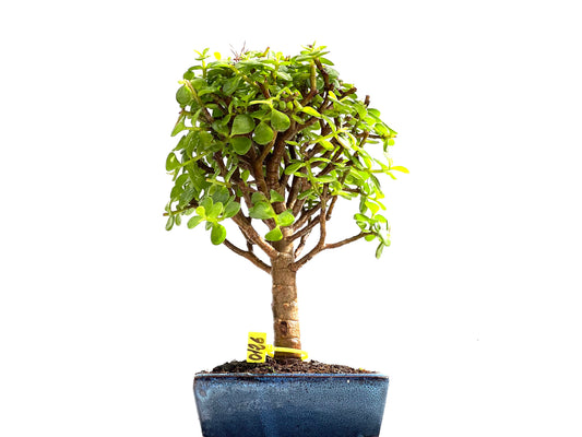 Portulacaria Afra 0126