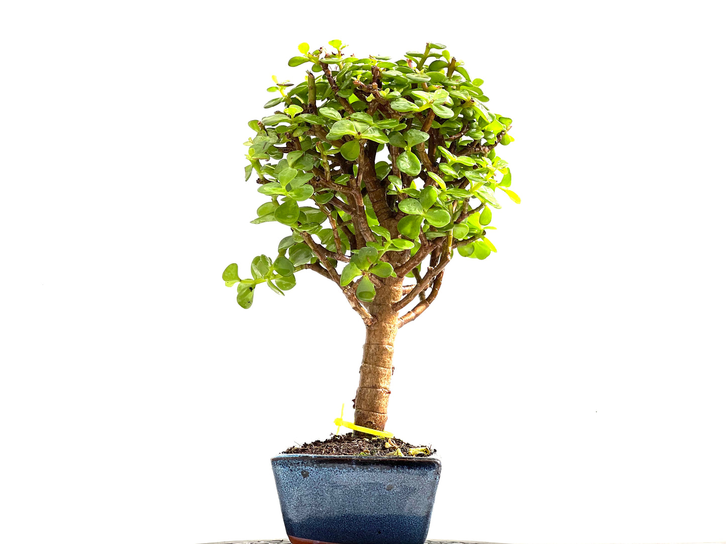 Portulacaria Afra 0126