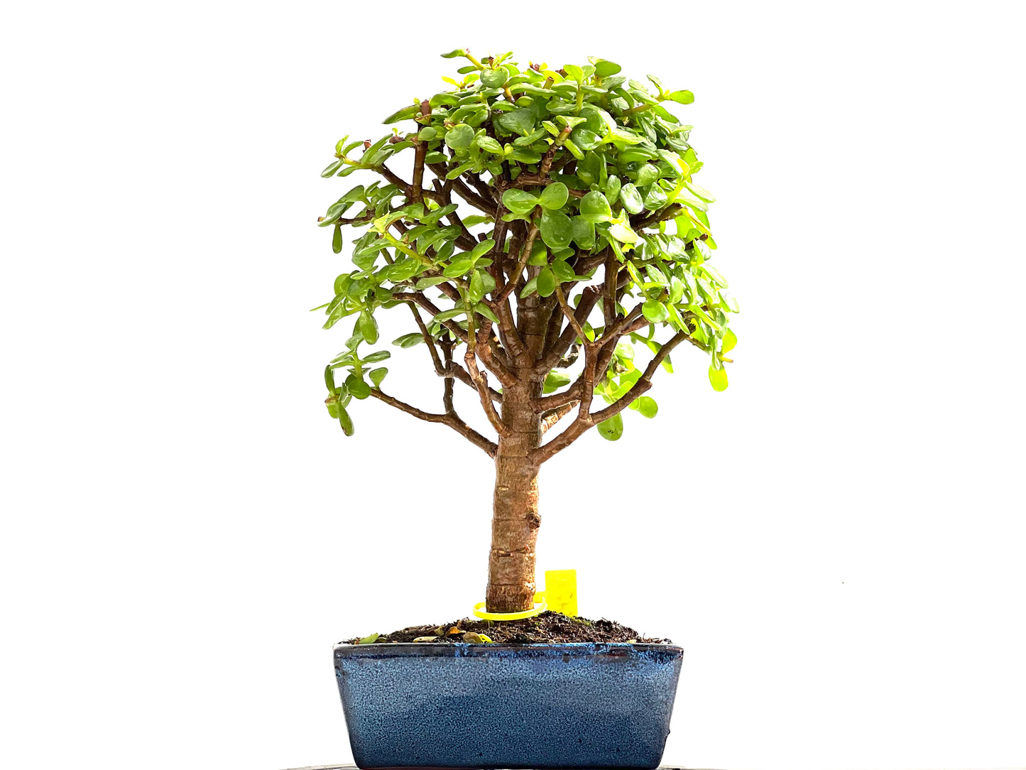 Portulacaria Afra 0126