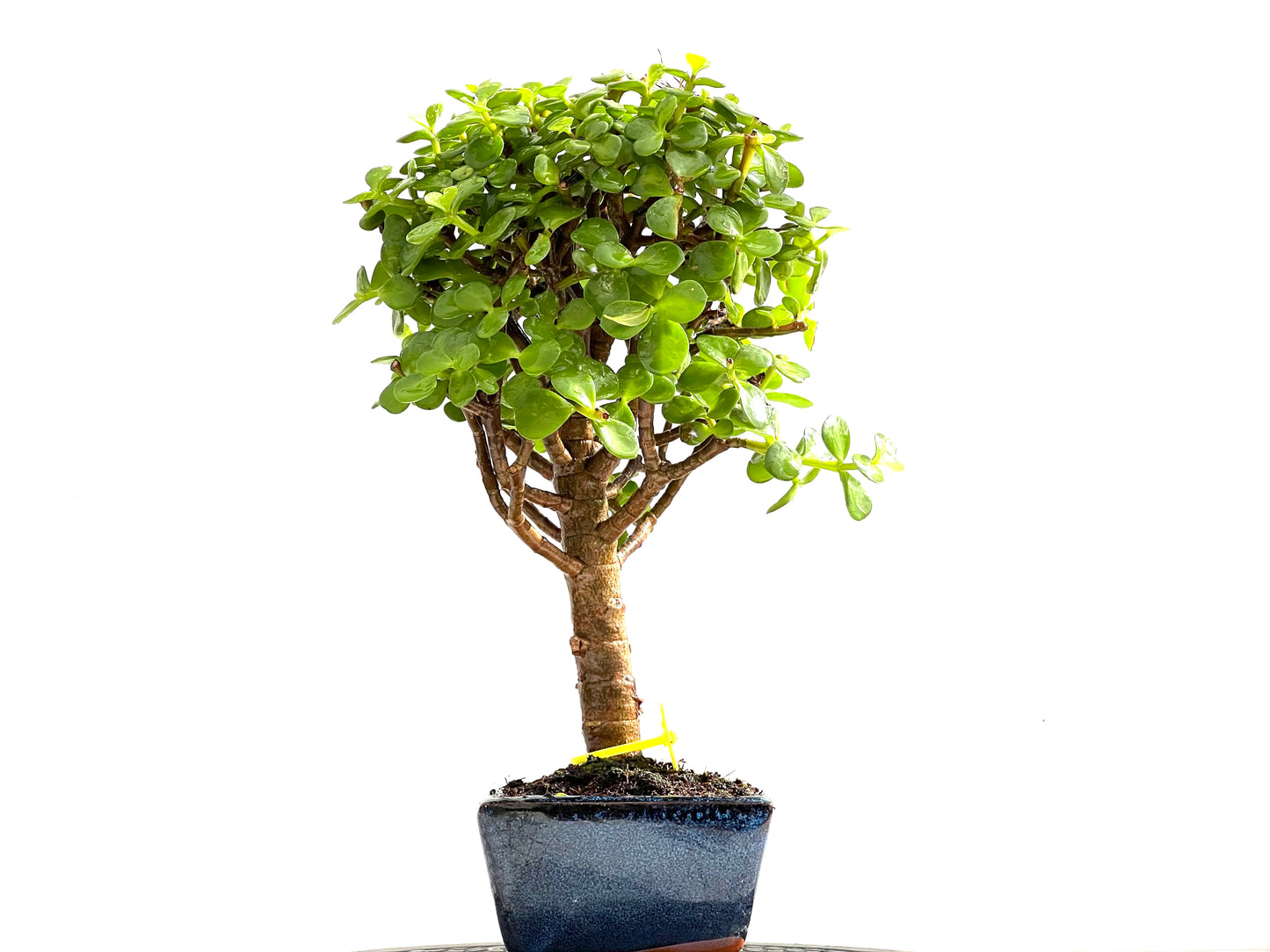 Portulacaria Afra 0126