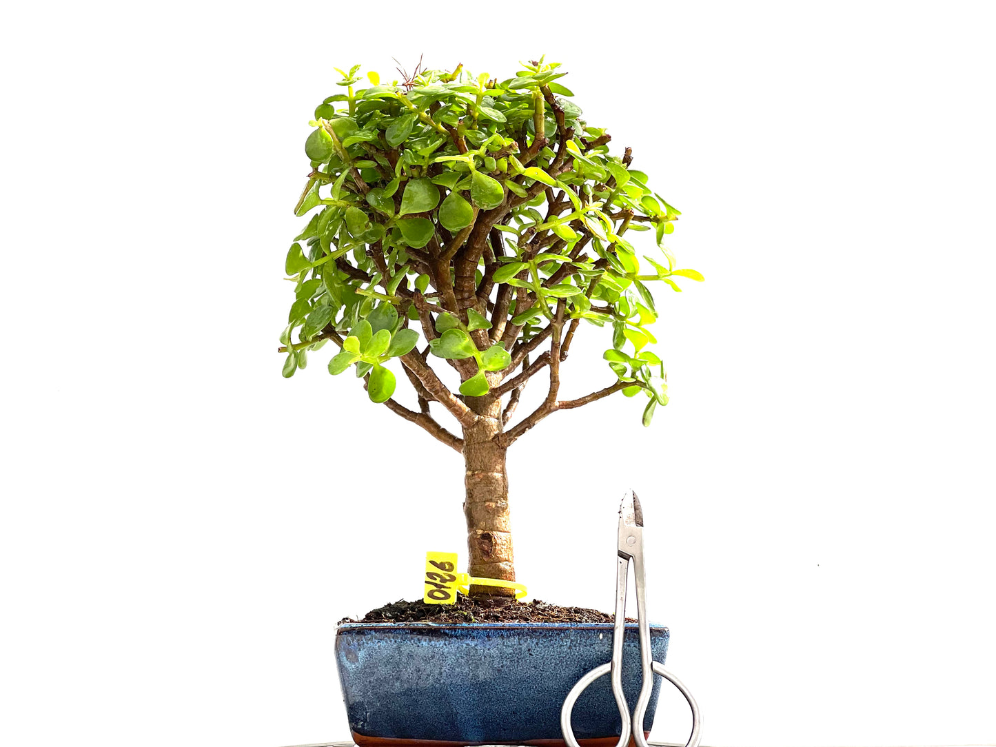 Portulacaria Afra 0126