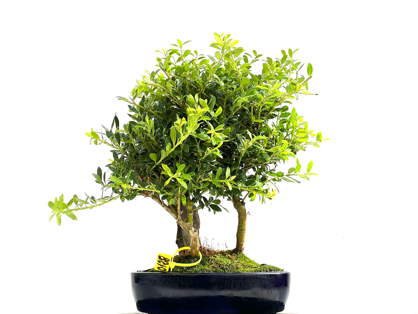 Ilex Crenata 0128
