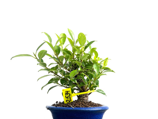 Ficus Tiger Bark 2534