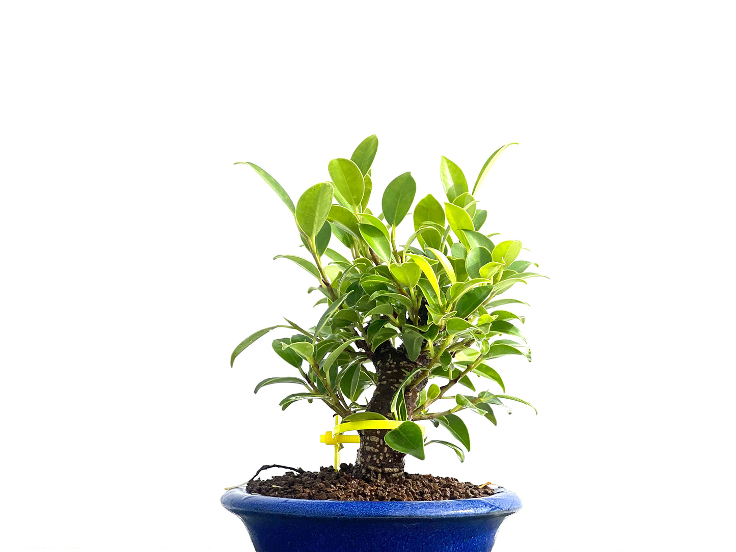 Ficus Tiger Bark 2534