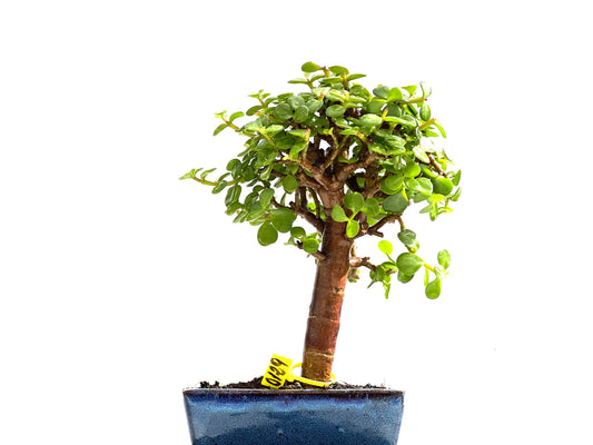Portulacaria Afra 0129