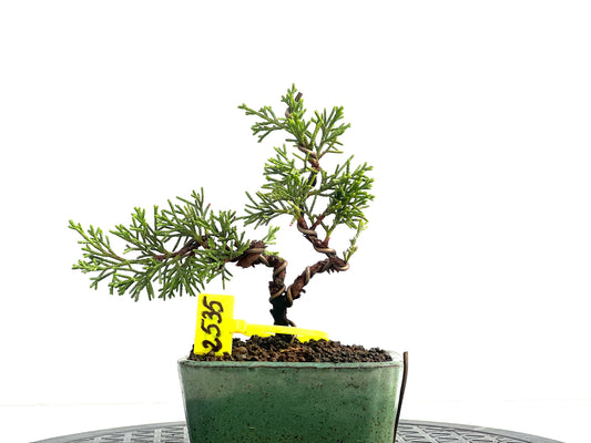 Juniperus Chinensis Itoigawa 2535