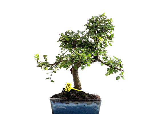 Ulmus Parvifolia 0130