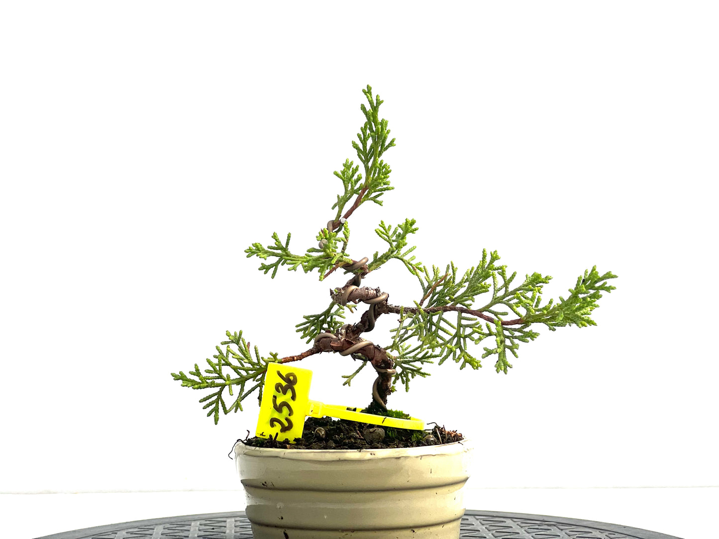Juniperus Chinensis Itoigawa 2536