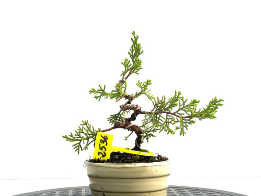 Juniperus Chinensis Itoigawa 2536