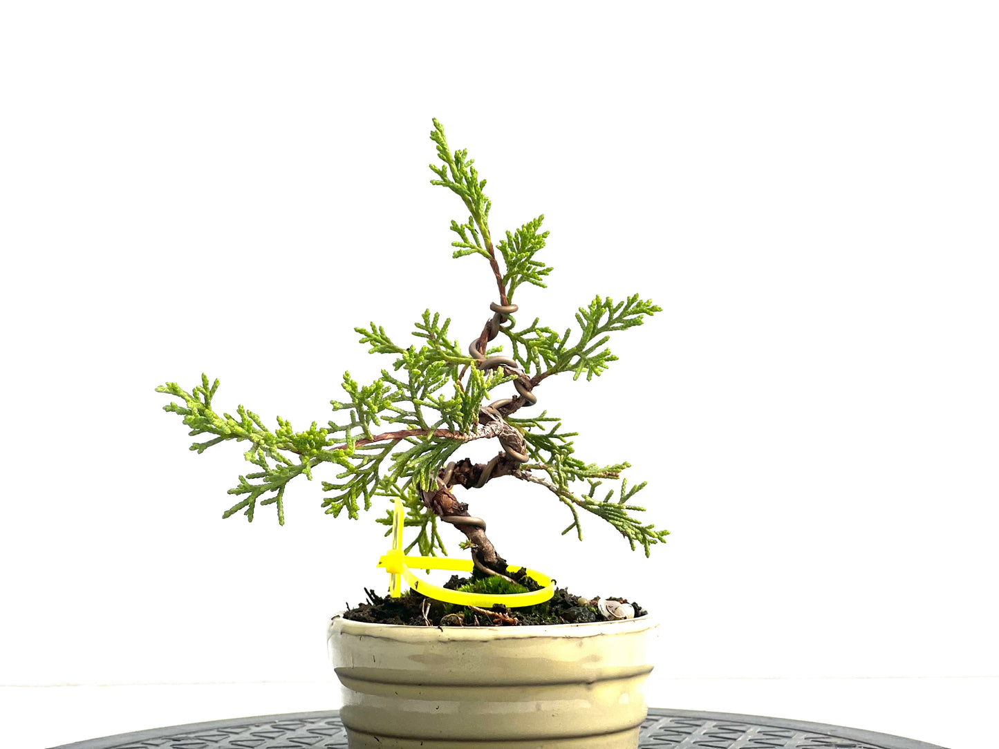 Juniperus Chinensis Itoigawa 2536