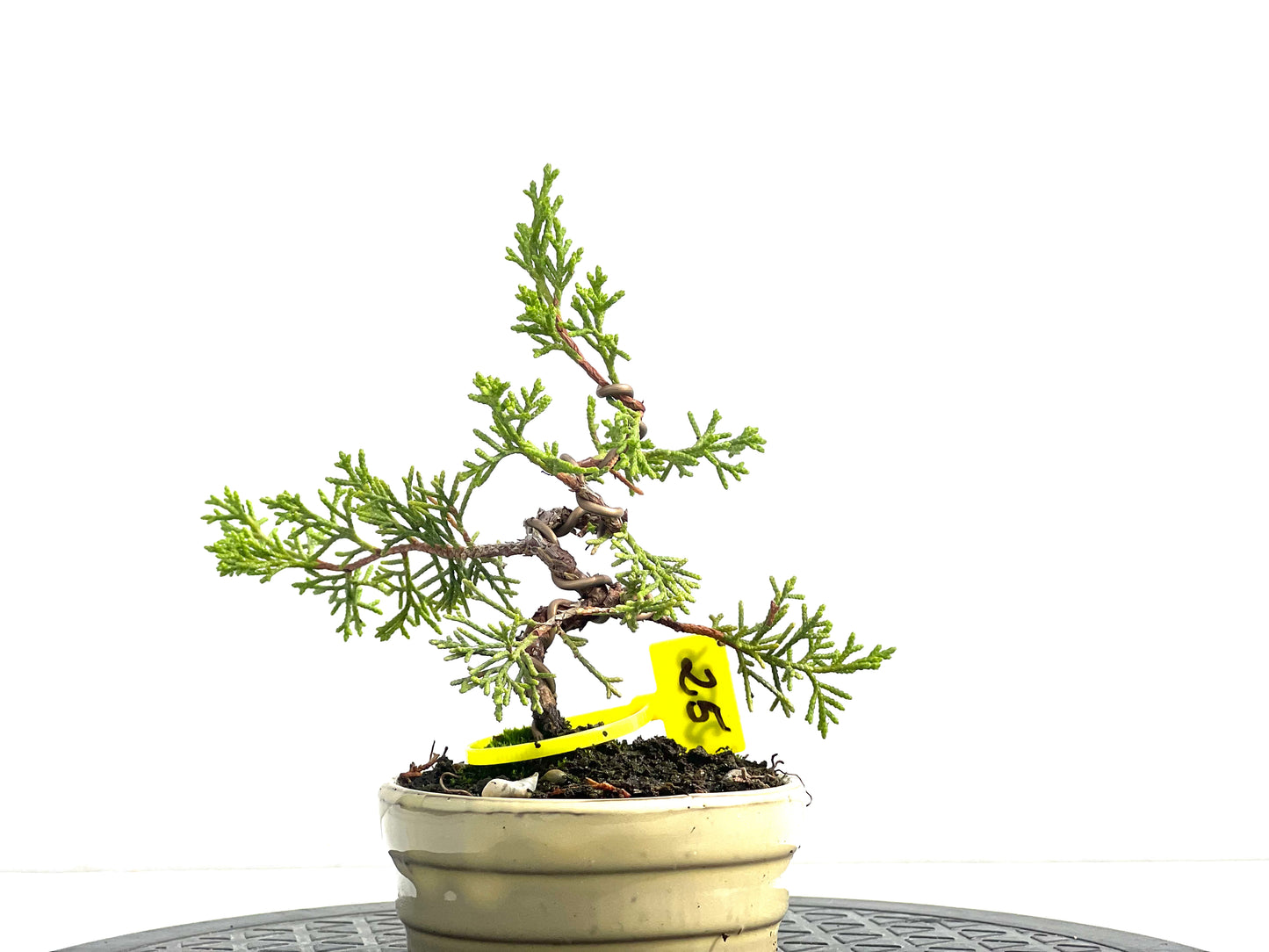 Juniperus Chinensis Itoigawa 2536